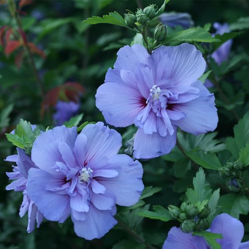 2 Gallon Blue Chiffon Hibiscus Y110