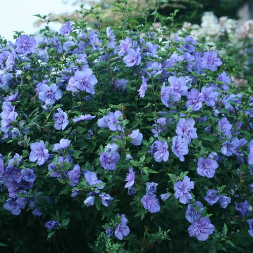 2 Gallon Blue Chiffon Hibiscus Y110