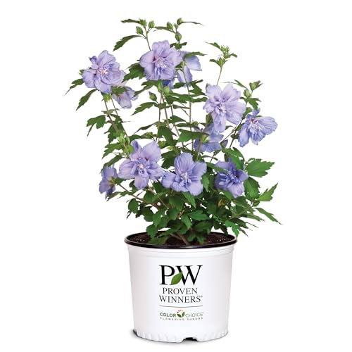 2 Gallon Blue Chiffon Hibiscus Y110