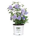 2 Gallon Blue Chiffon Hibiscus Y110